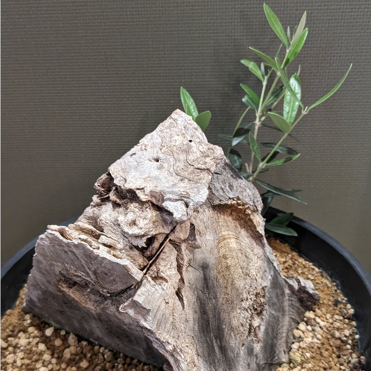 専用 特割 オリーブ古木 スペイン産 専用 特割 オリーブ古木 スペイン産