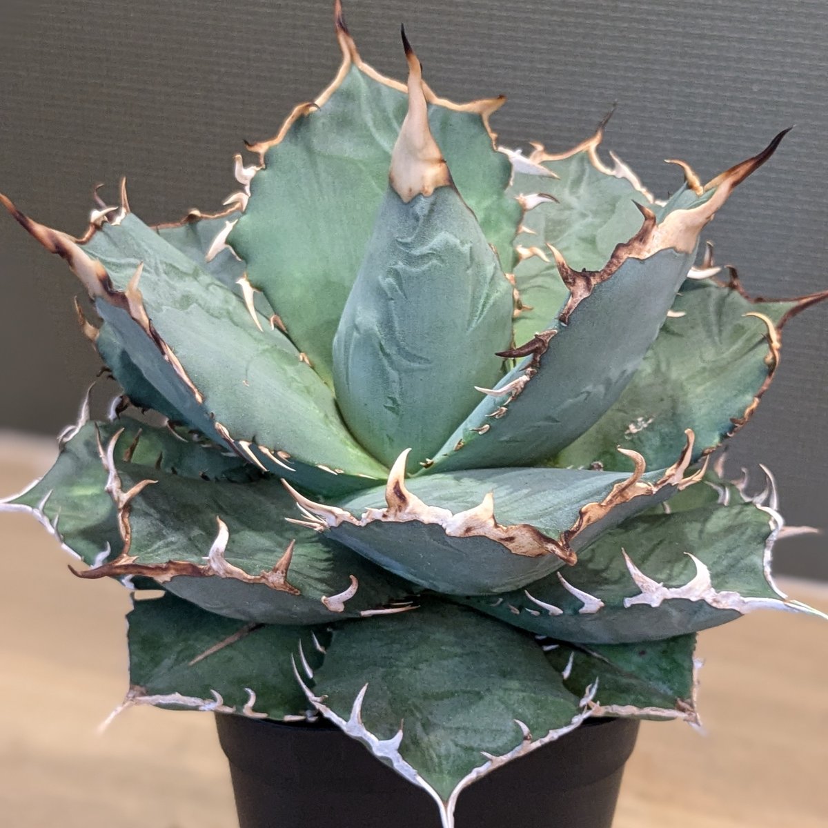アガベ オテロイ ＊実生株＊ | FELICITA