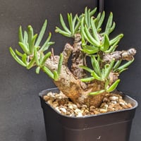 【現品】古木オリーブ  超大株  オヒブランカ 古木 オリーブ スペイン産 オヒブランカ ＊大株＊ | FELICITA