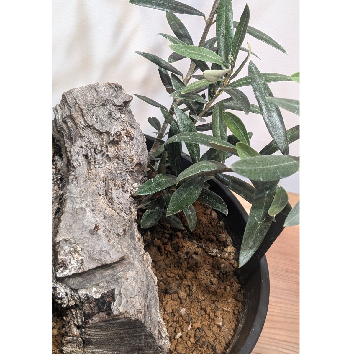 【現品】古木オリーブ  超大株  オヒブランカ 現品】古木オリーブ 超大株 オヒブランカ