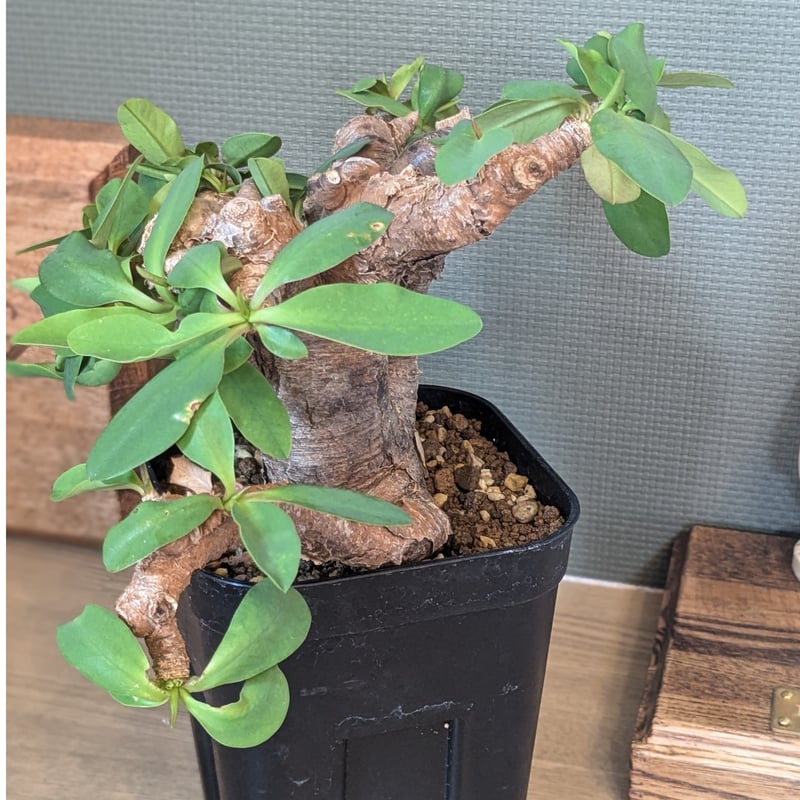 ユーフォルビア イトレメンシス | FELICITA