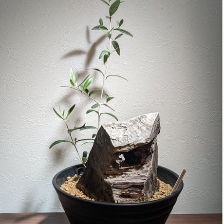 古木 オリーブ スペイン産 *オヒブランカ*