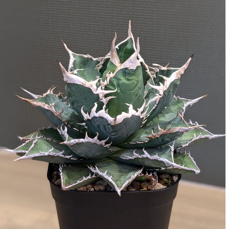 アガベ チタノタ 海王 | FELICITA