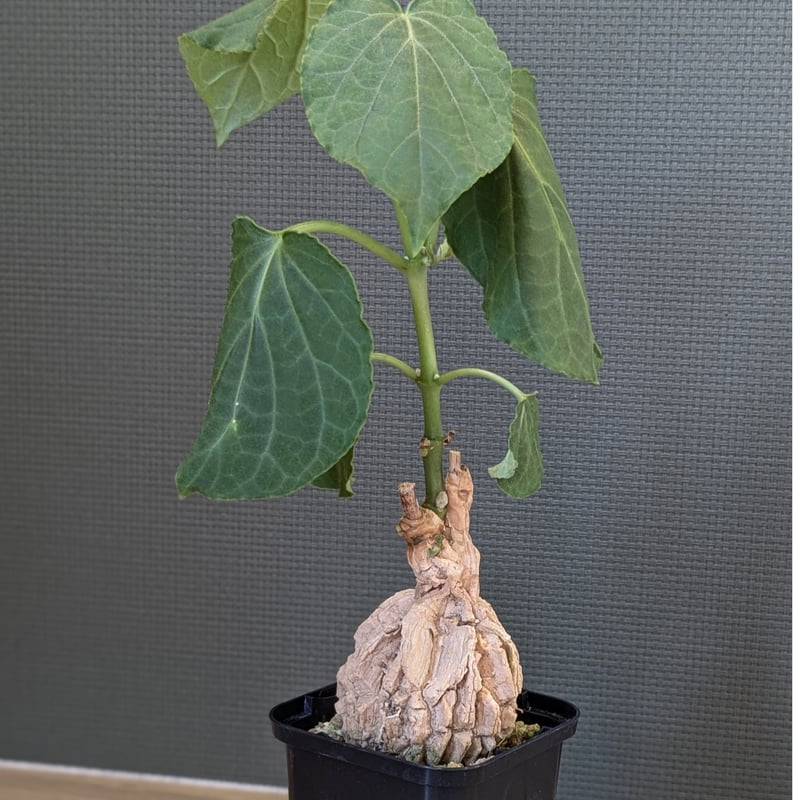 マテレアシクロフィラ | FELICITA