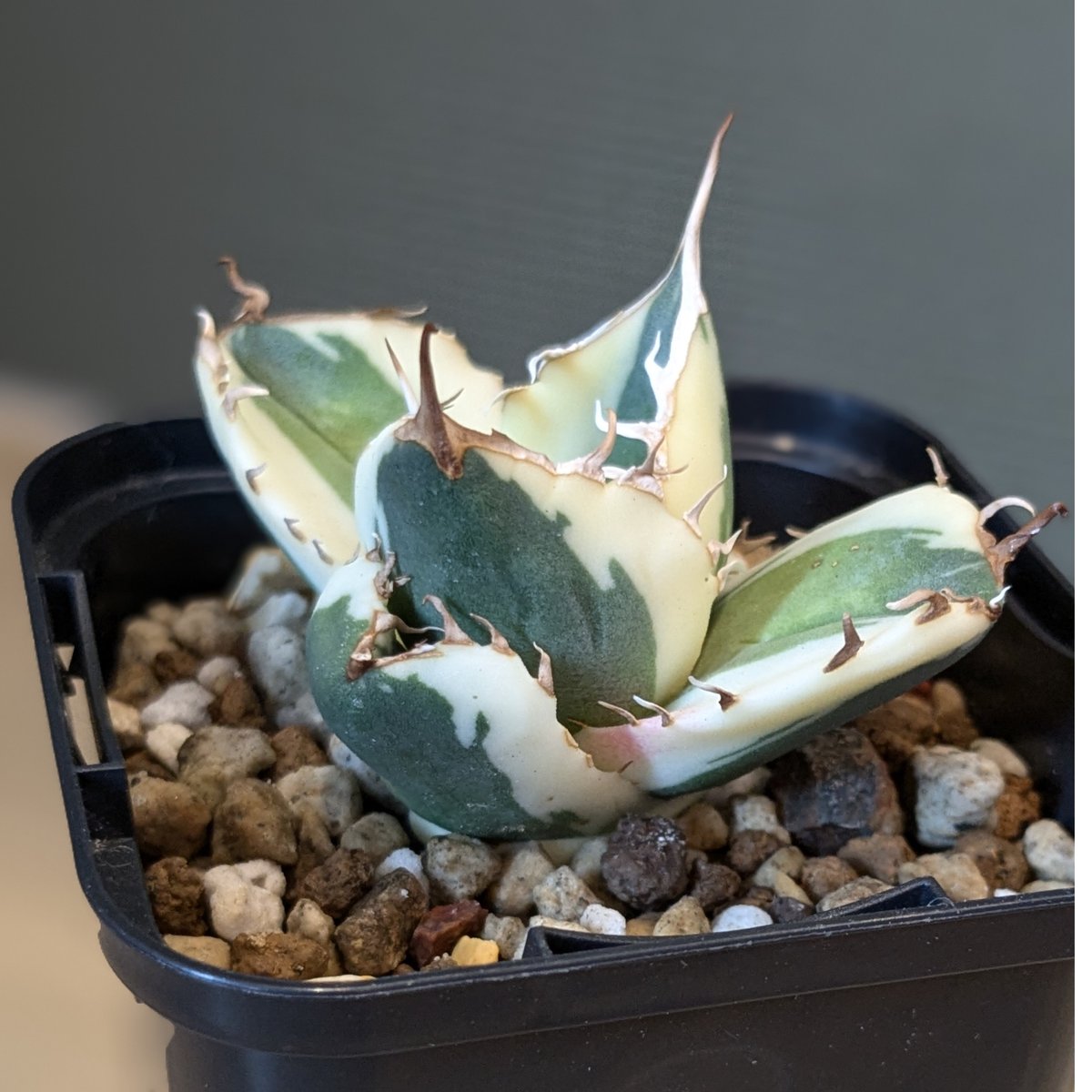 ⭐︎専用中⭐︎アガベ　チタノタ　スナグルトゥース　親株　プレステラ120深鉢 多肉植物工房 花安 レア | 「アガベ・チタノタ スナグルトゥース