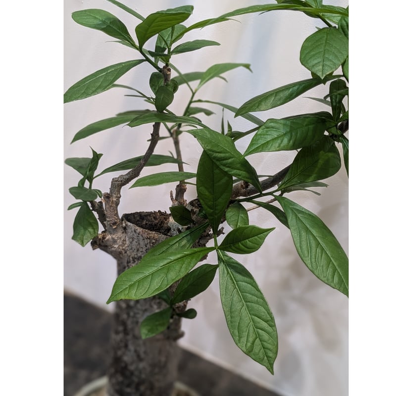 【特大株】【実生株】バオバブの木（アダンソニア・ディギタータ） 特大株】【実生株】バオバブの木（アダンソニア・ディギタータ）