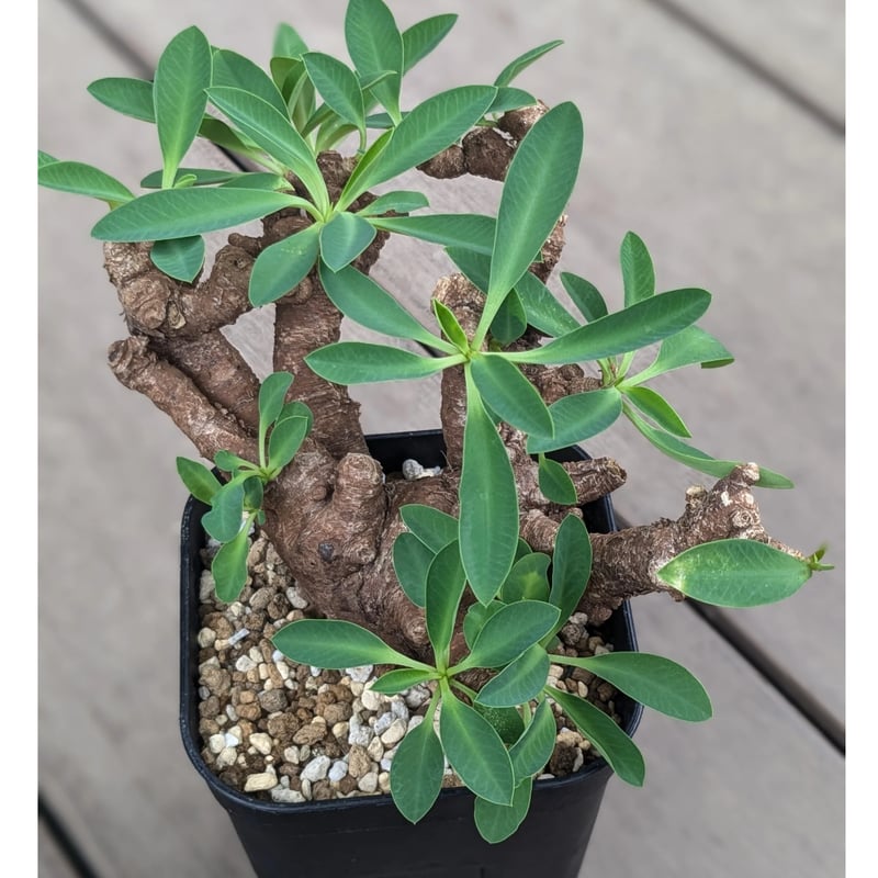 ユーフォルビア イトレメンシス | FELICITA