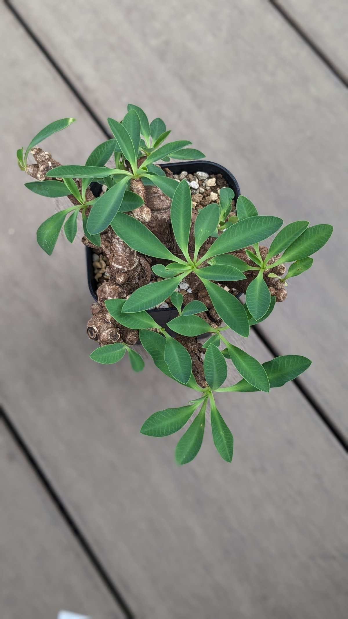 ユーフォルビア イトレメンシス | FELICITA