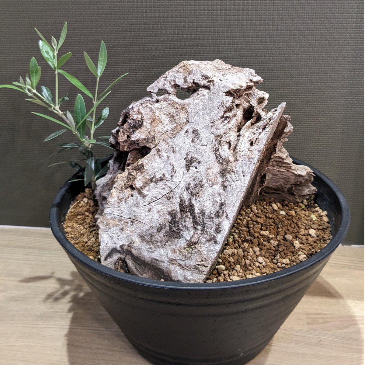 古木 オリーブ スペイン産 オヒブランカ ＊大株＊ | FELICITA