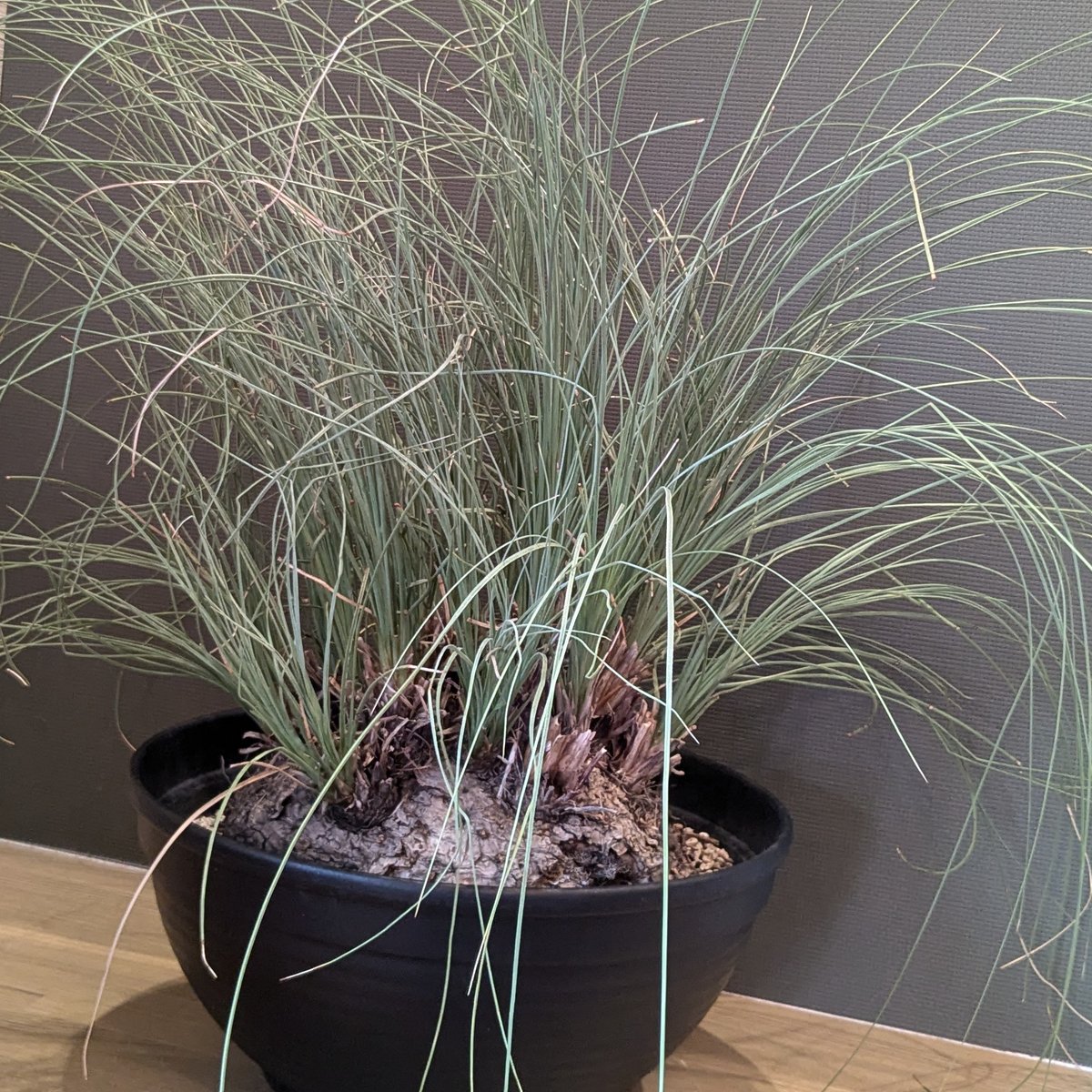 そらそう　カリバナス　フーケリー カリバナス フーケリー Calibanus hookeri 20191201 | SPG 'for