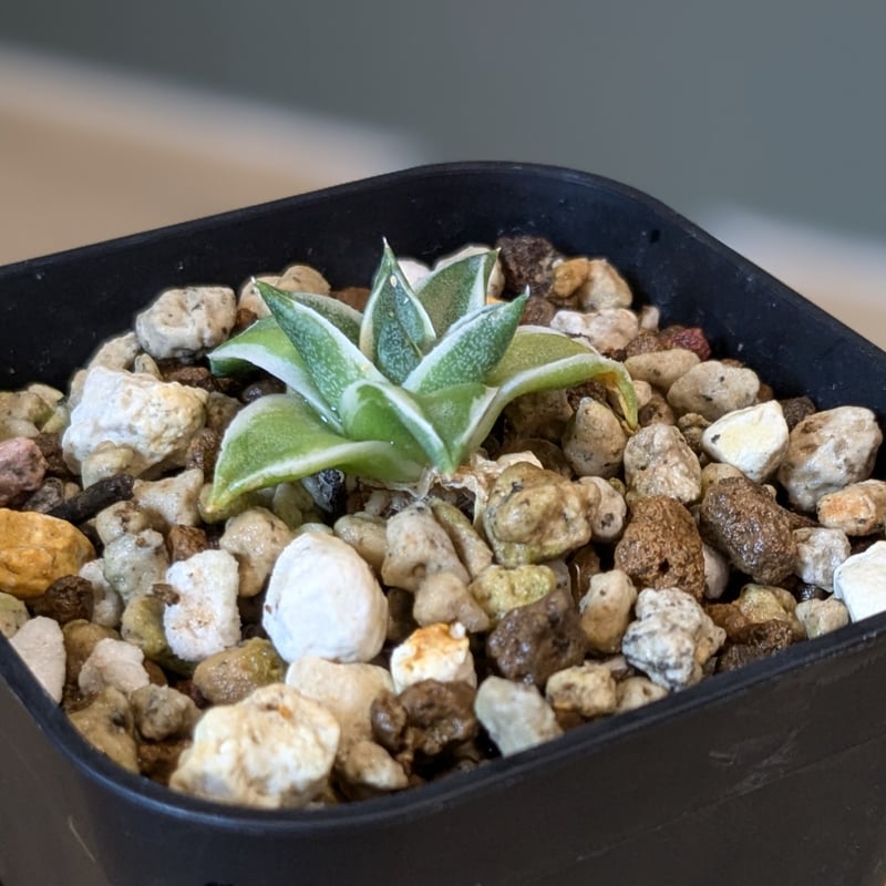 アガベ 王妃笹の雪 A型 錦 ＊ピンキー＊ | FELICITA