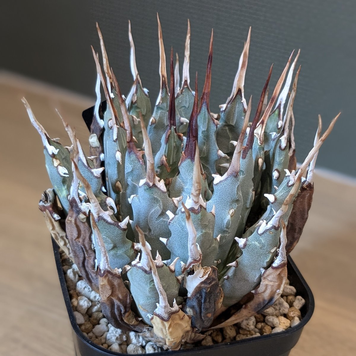 アガベ ユタエンシス・エボリスピナ ☆ | FELICITA