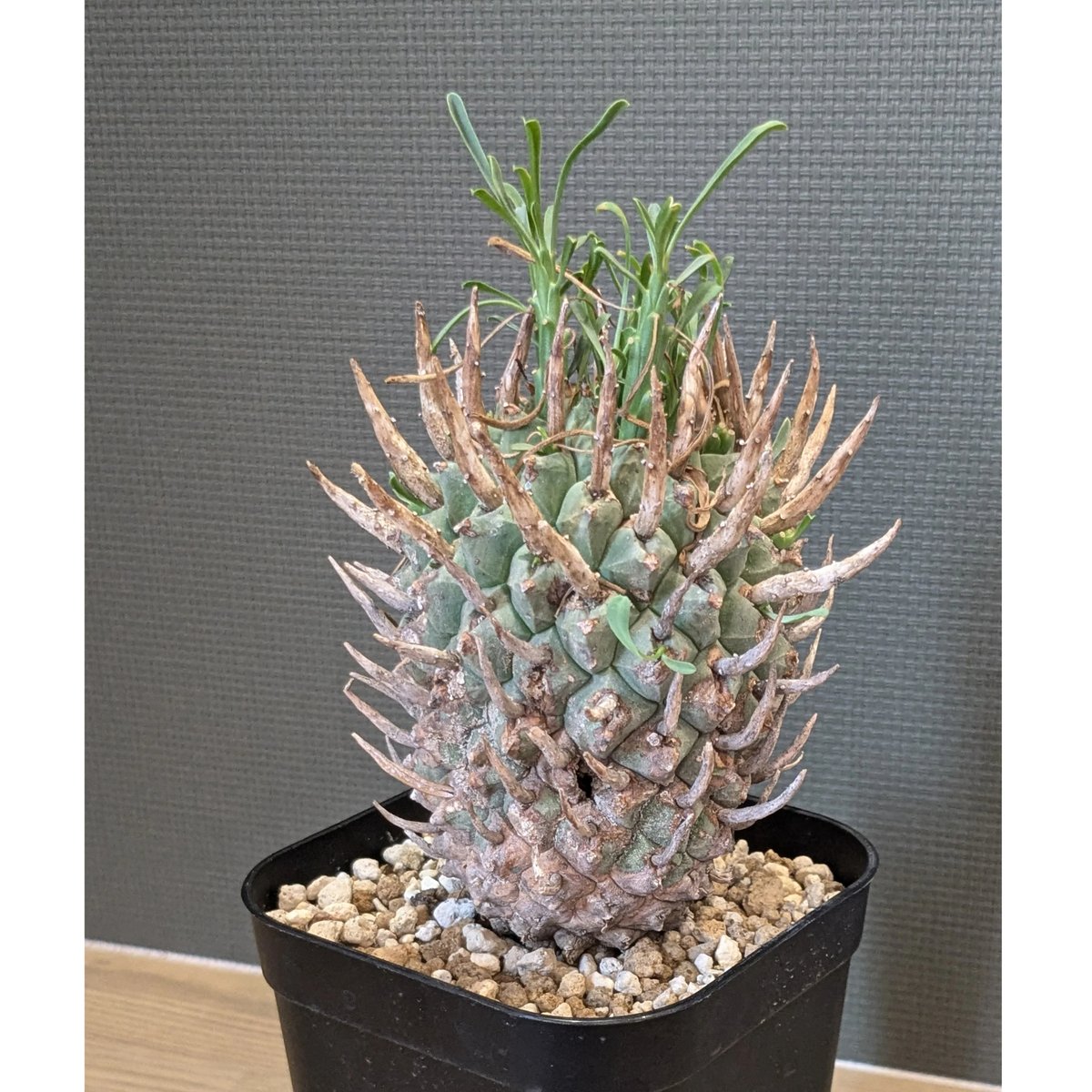 ユーフォルビア スコエンランディ ＊闘牛角＊ | FELICITA