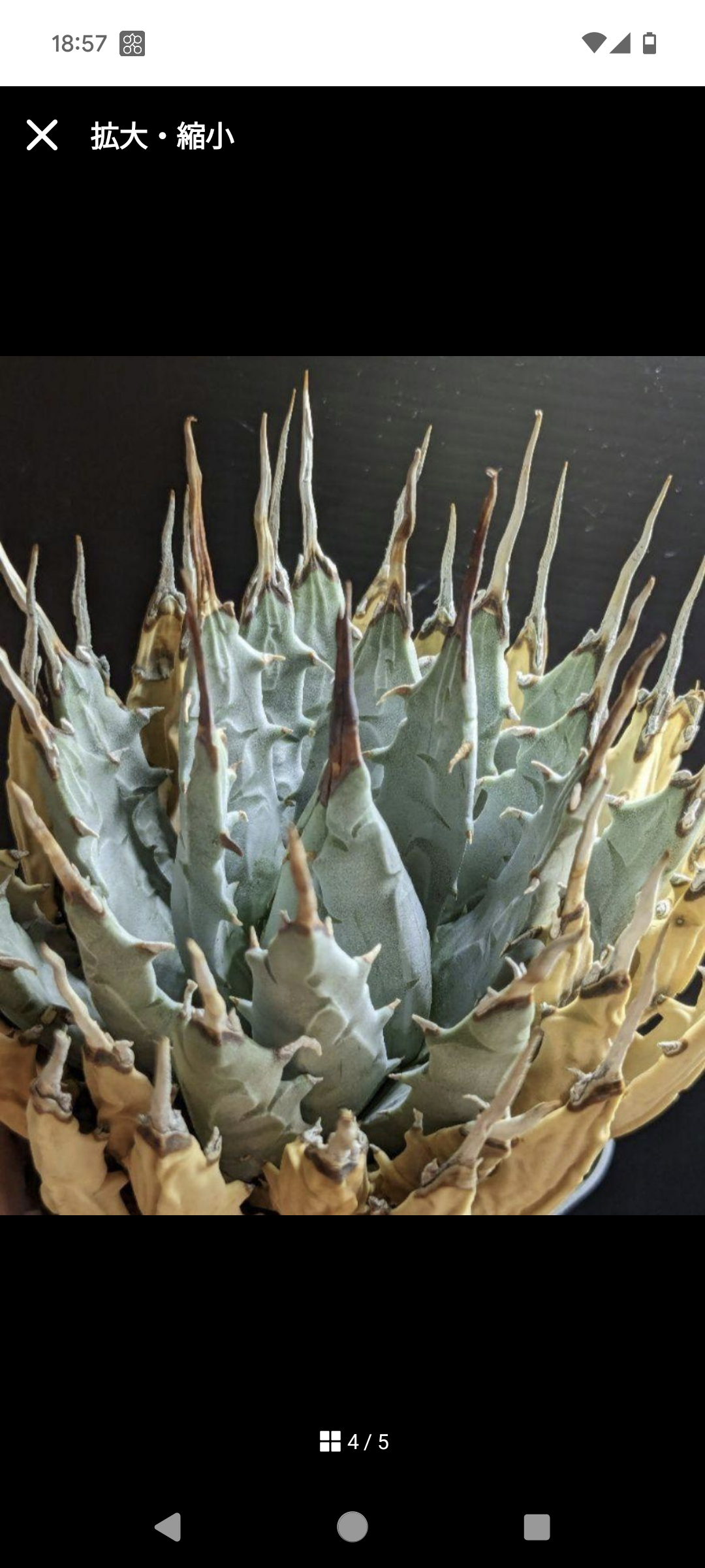 アガベ ユタエンシス・エボリスピナ ☆陽炎☆ | FELICITA