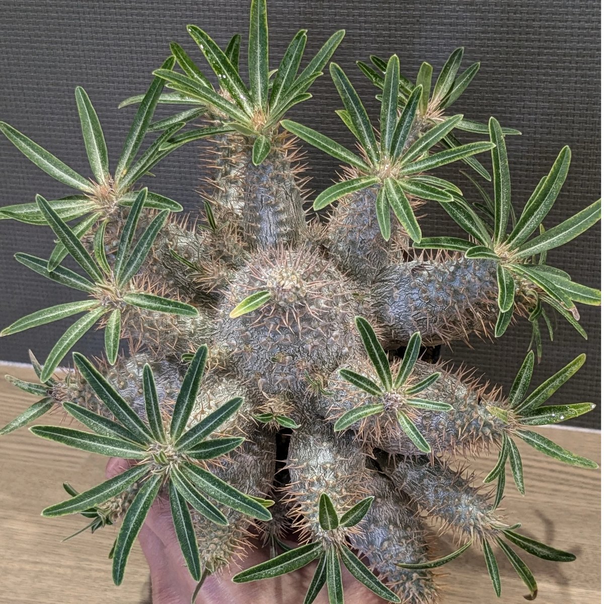 パキポディウム グラキリス ＊実生株＊ 超多頭 | FELICITA