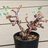 ペラルゴニウム ミラビレ