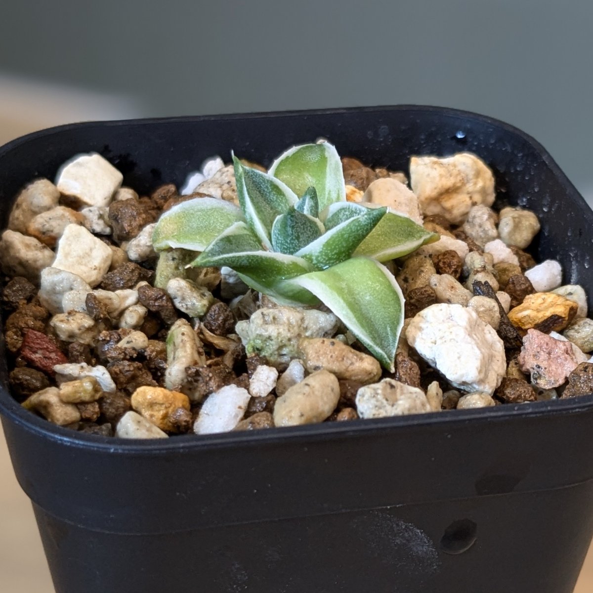 アガベ 王妃笹の雪 A型 錦 ＊ピンキー＊ | FELICITA