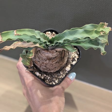 ブーファン ディスティチャ