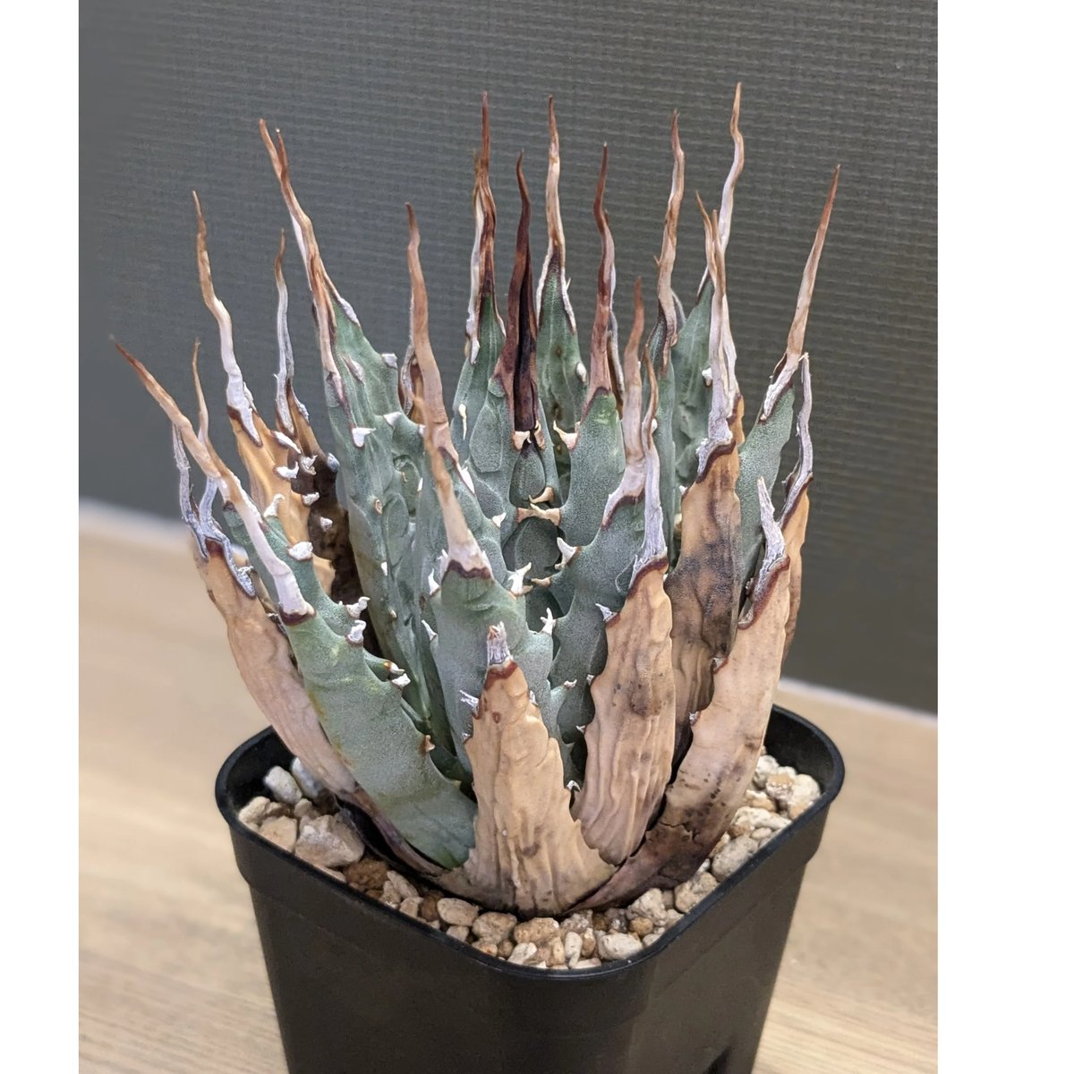 陽炎❣️アガベ ユタエンシス エボリスピナ アガベ ユタエンシス エボリスピナ ＊陽炎＊ | FELICITA