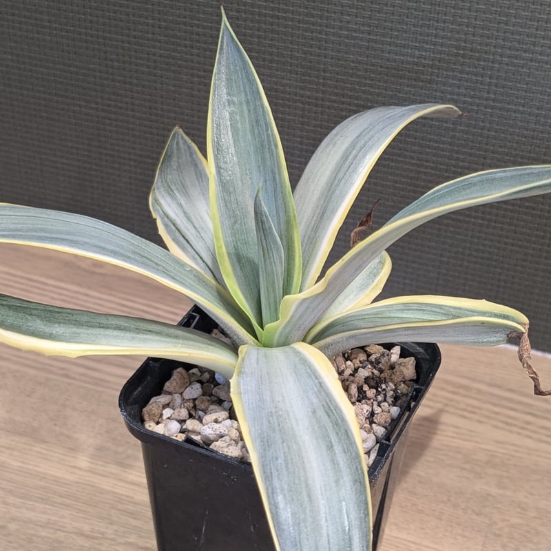 【現株鉢ごと販売】アガベ　ブルームーン7号鉢 アガベ ブルームーン | FELICITA