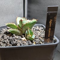 アガベ チタノタ ペルシアンドワーフ | FELICITA