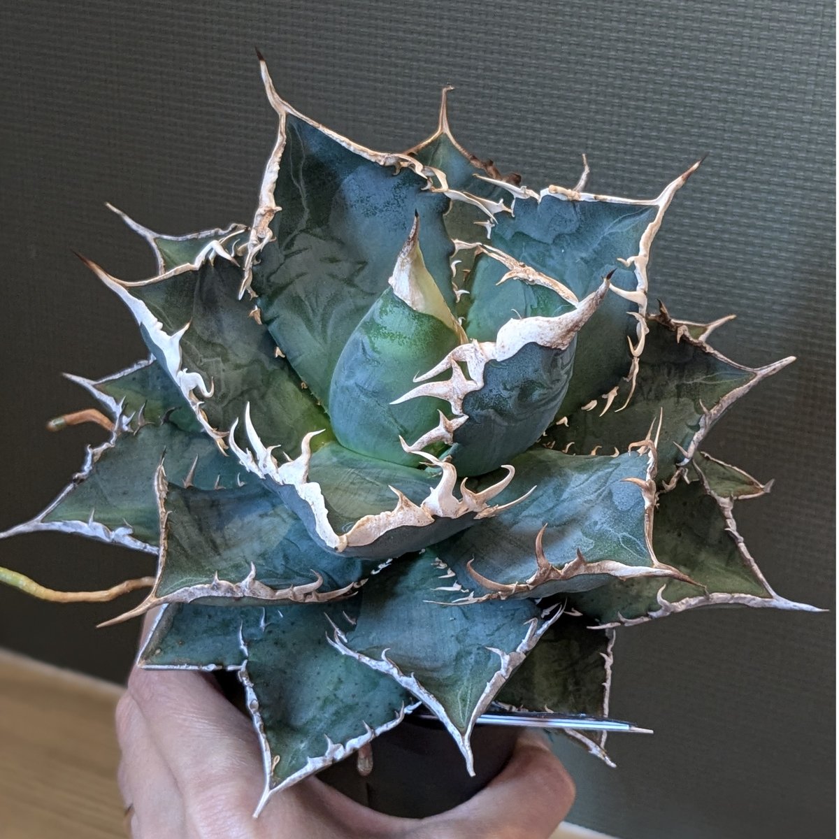 アガベ チタノタ 海王 | FELICITA