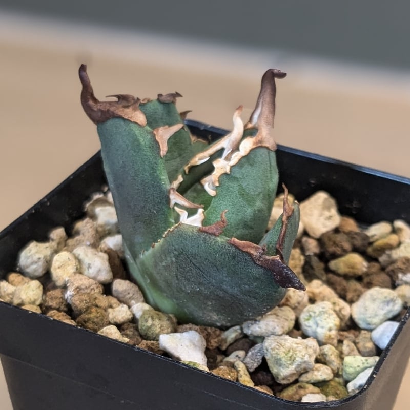 アガベ チタノタ OWL 梟