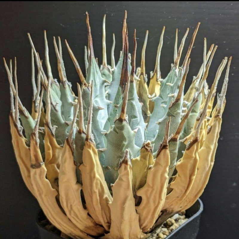 アガベ ユタエンシス・エボリスピナ ☆陽炎☆ | FELICITA