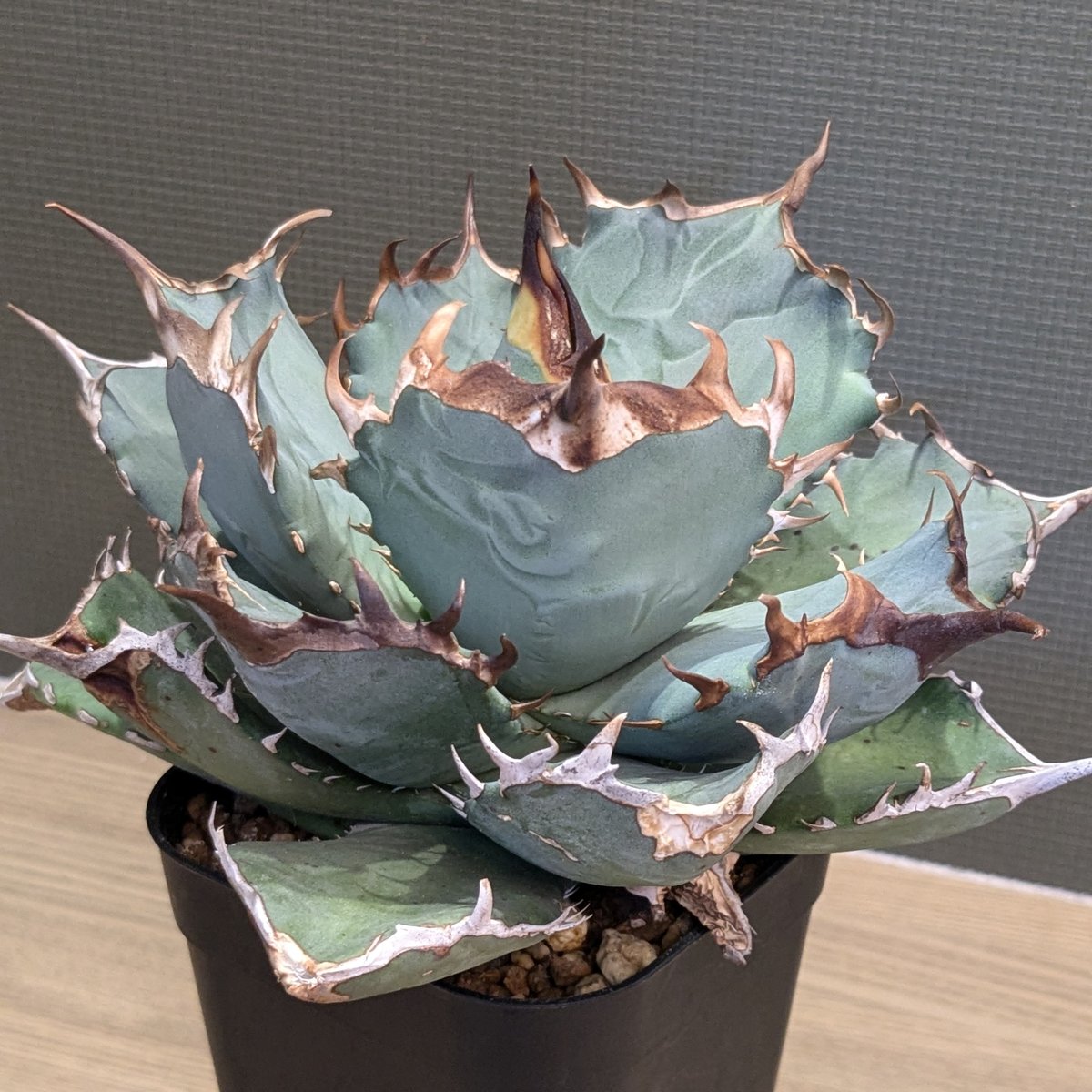 アガベ チタノタ 黒犀牛 狂戦士 | FELICITA