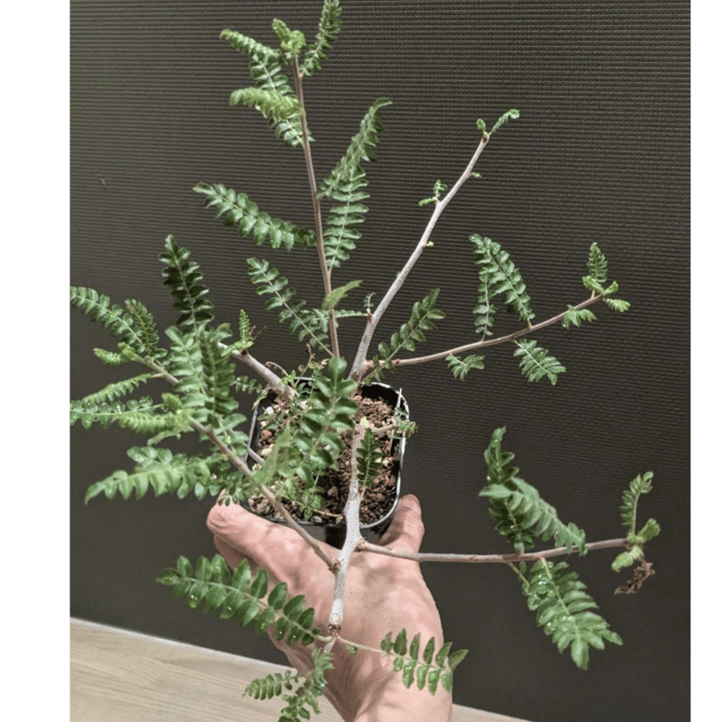 ボスウェリア ネグレクタ 現地株 低重心 /検索 灌木neglecta