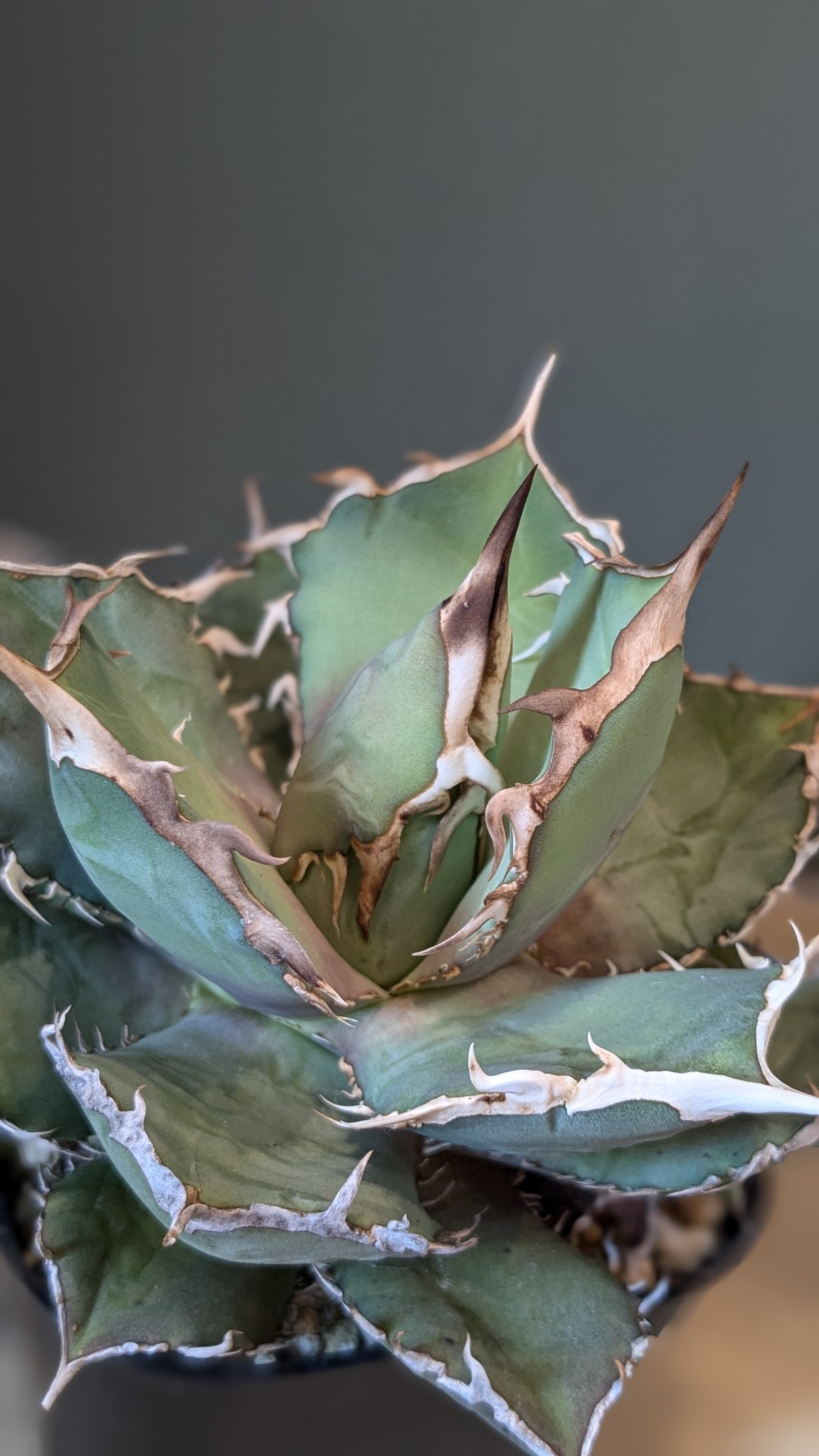 親株販売　アガベ　チタノタ　イタリアンボール アガベ チタノタ FO-076 イタリア輸入 ボールタイプ 超良型子株③