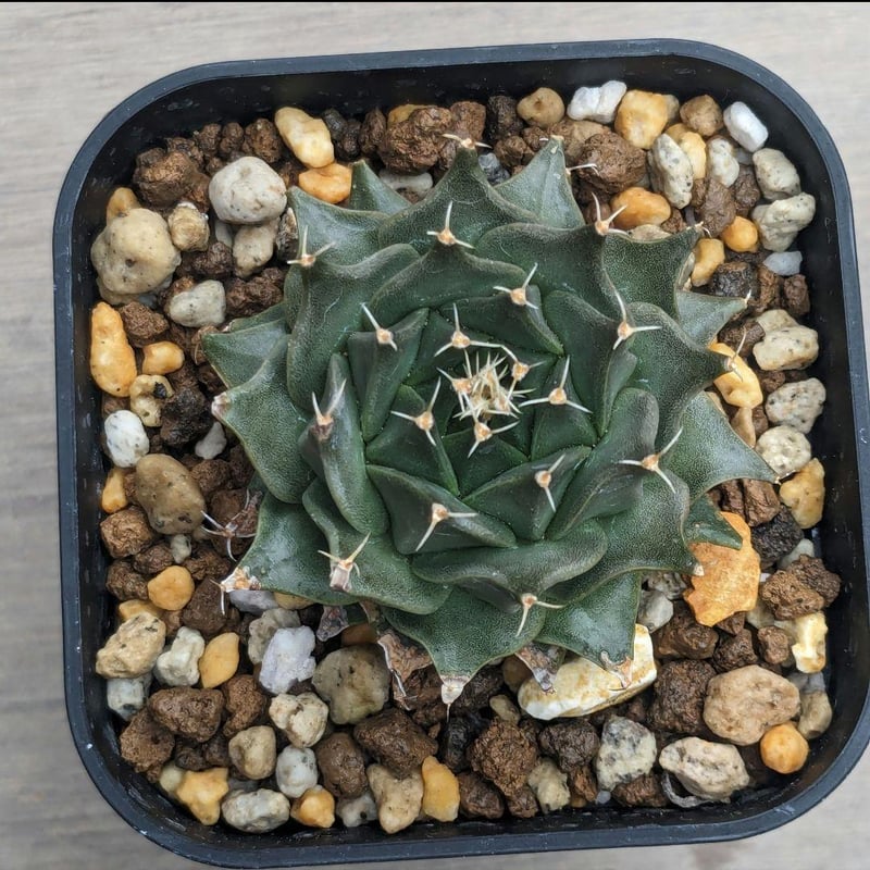 サボテン 帝冠 オブレゴニア デネグリイ ＊国内実生株＊ | FELICITA