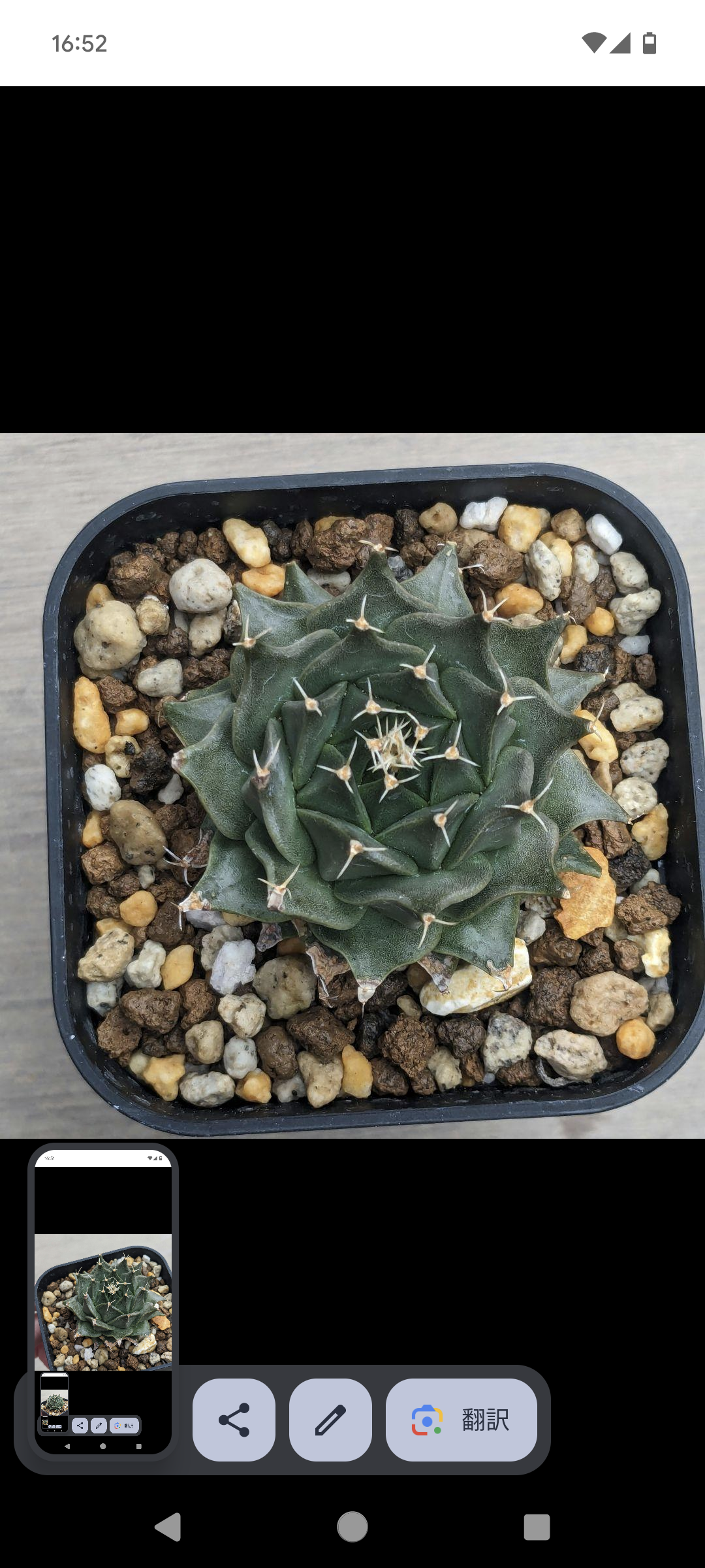 サボテン 帝冠 オブレゴニア デネグリイ ＊国内実生株＊ | FELICITA