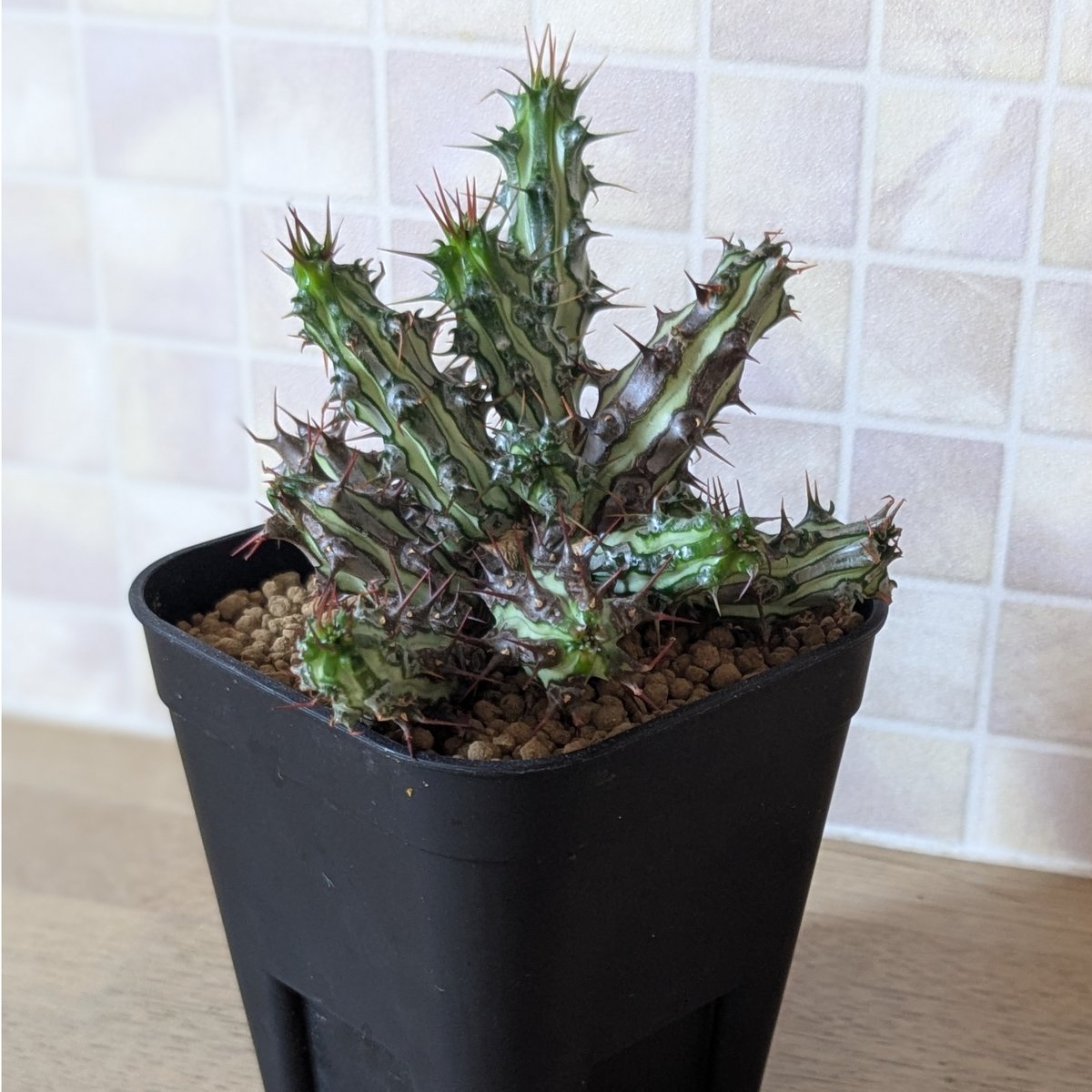 ユーフォルビア ソマリア ホルディオ | FELICITA