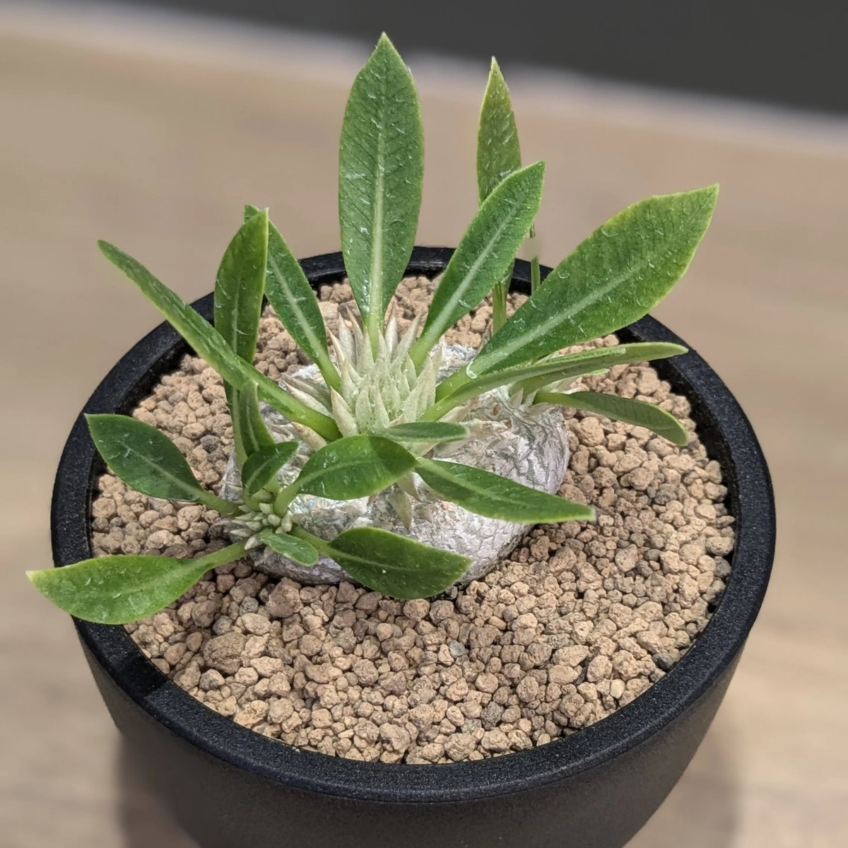 パキポディウム ブレビカウレ ＊恵比寿笑い＊ | FELICITA