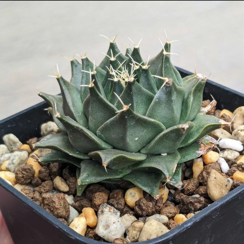 サボテン 帝冠 オブレゴニア デネグリイ ＊国内実生株＊ | FELICITA