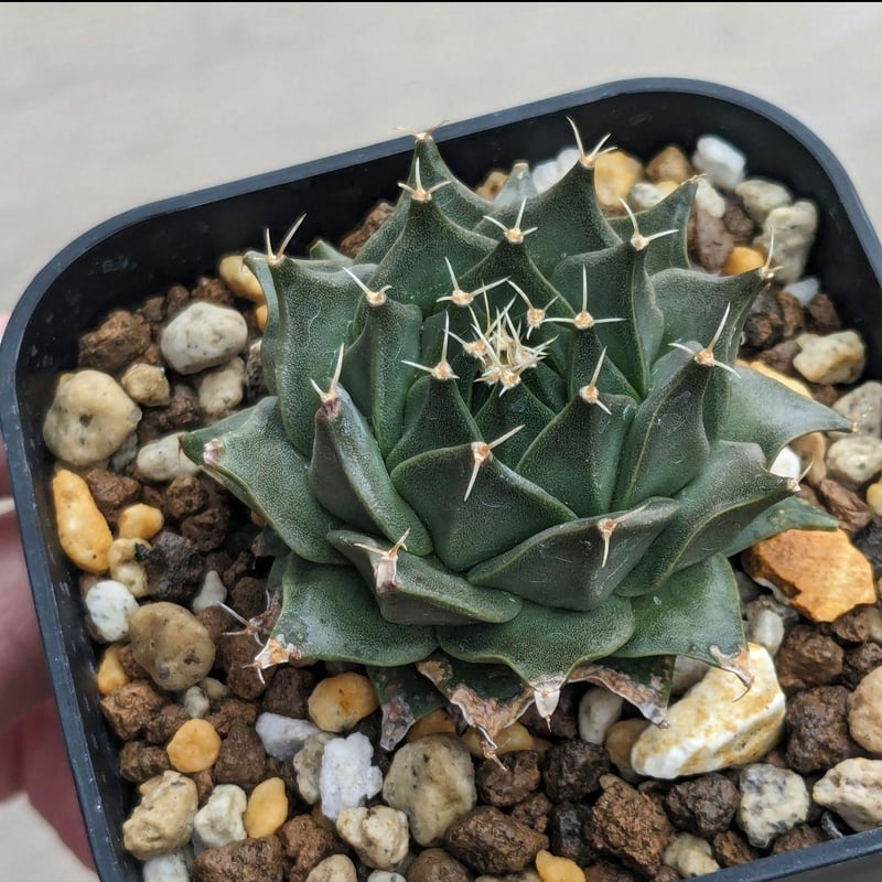 群生　帝冠　オブレゴニア　デネグリイ サボテン 帝冠 オブレゴニア デネグリイ ＊国内実生株＊ | FELICITA