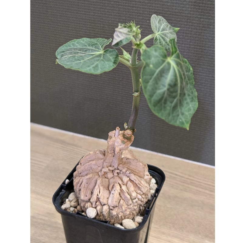 マテレアシクロフィラ | FELICITA