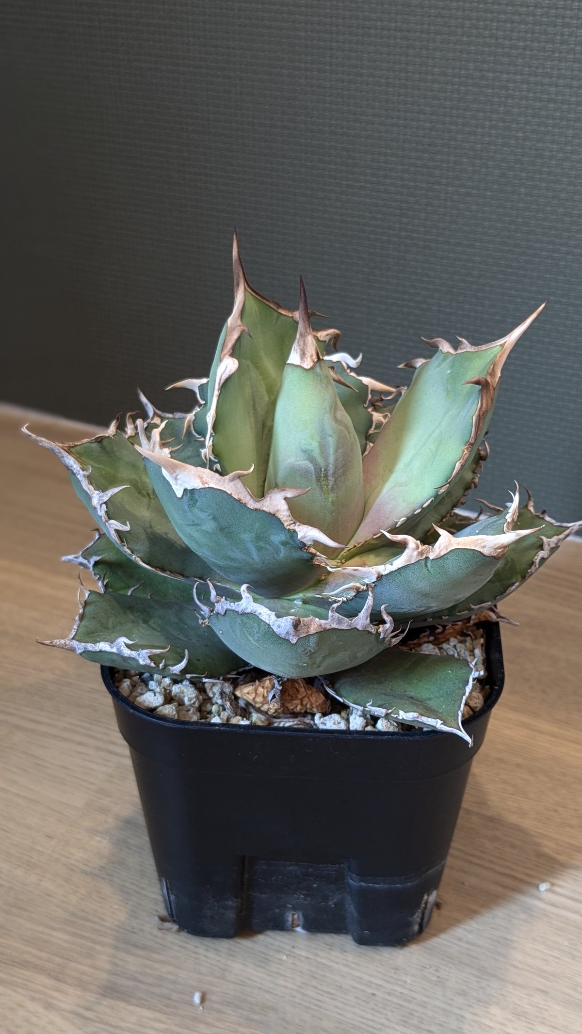 アガベ チタノタ イタリアボール ＊子株付き＊ | FELICITA