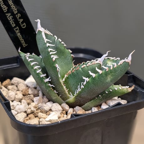 アガベ8株セット アガベ8株セット 観葉植物 アガベ 8号」の人気商品一覧 | 安い商品