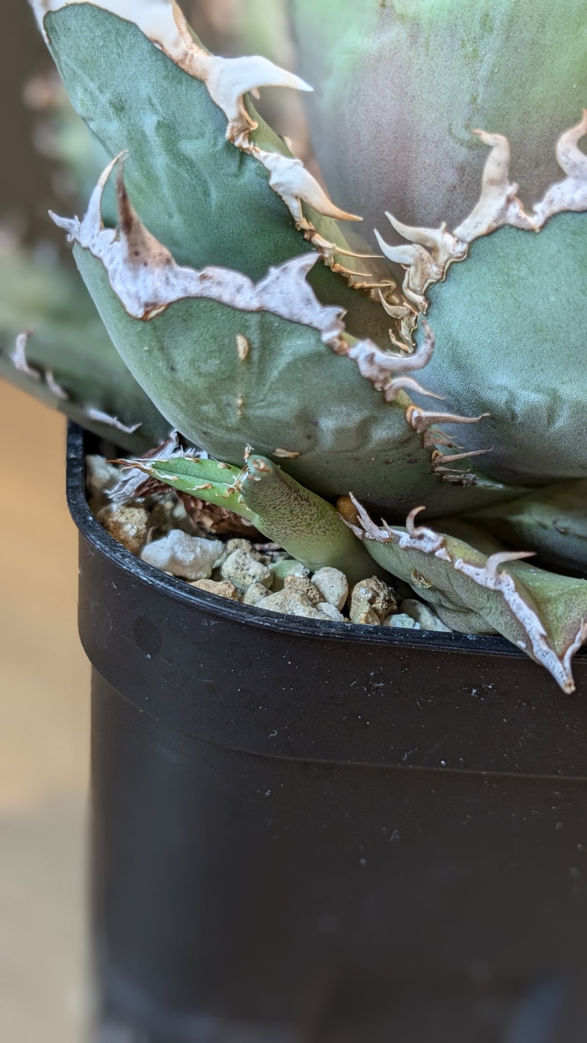 親株販売　アガベ　チタノタ　イタリアンボール アガベ チタノタ イタリアボール ＊子株付き＊ | FELICITA