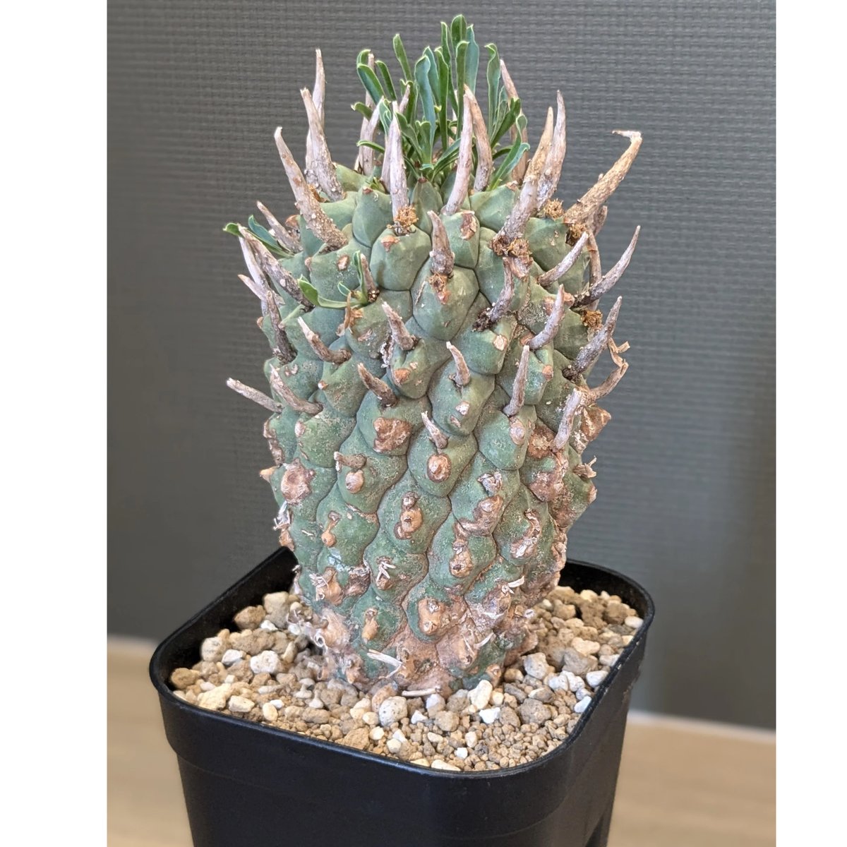 ユーフォルビア スコエンランディ闘牛角 - 塊根植物・コーデックス ユーフォルビア スコエンランディ闘牛角 - 塊根植物・コーデックス