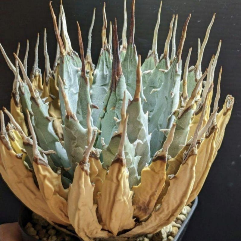 ユタエンシス エボリスピナ 陽炎 発送済み 陽炎】アガベ ユタエンシス エボリスピナ （抜き苗販売）RF22903