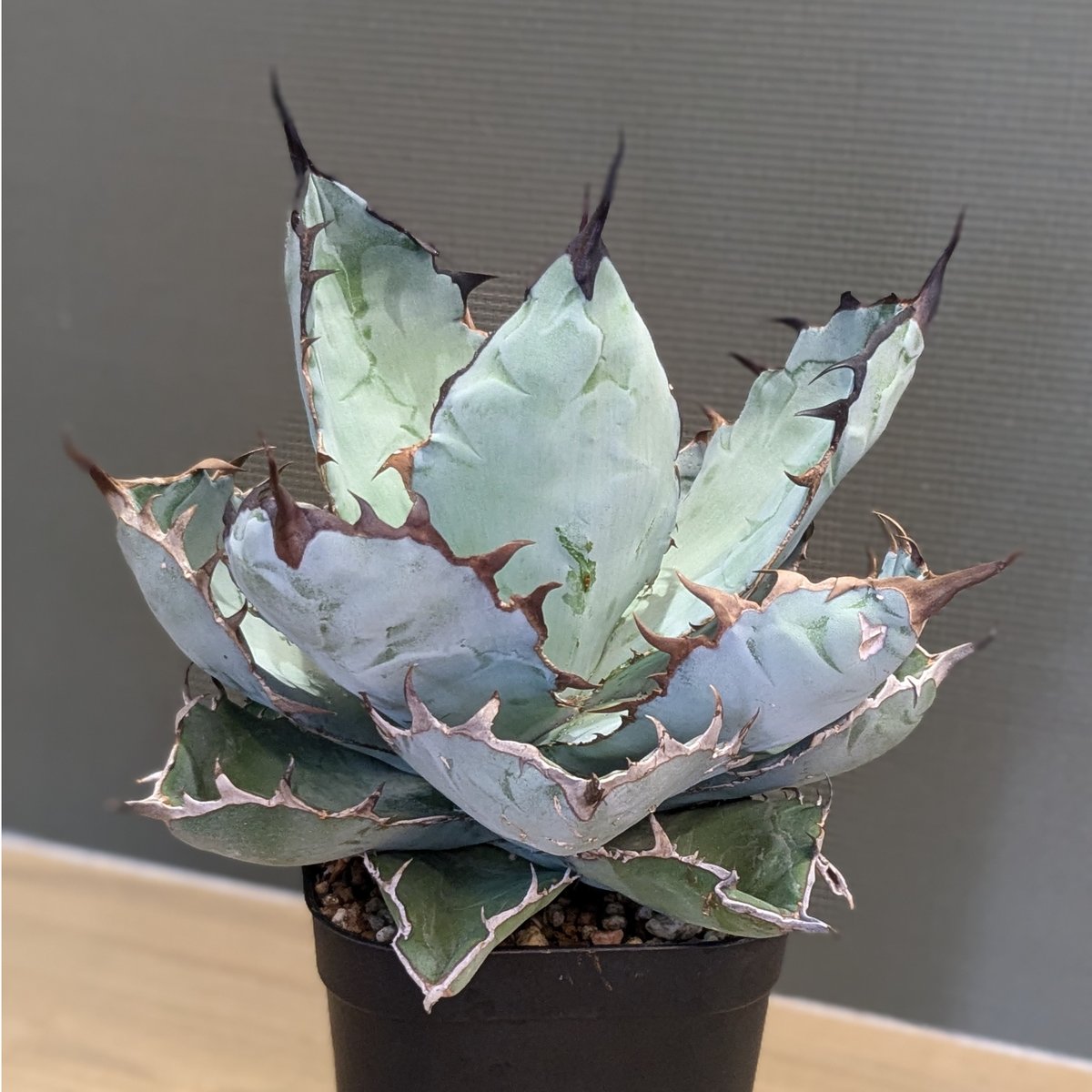 アガベ チタノタ ブラック&ブルー BB ＊大株＊ | FELICITA