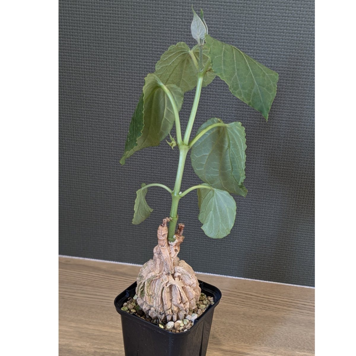 マテレアシクロフィラ | FELICITA