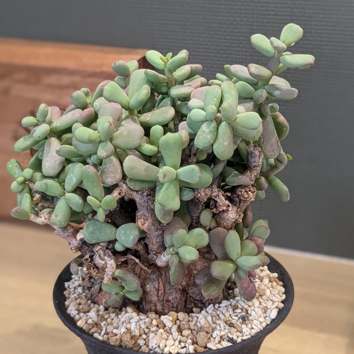 ケラリア ピグマエア | FELICITA