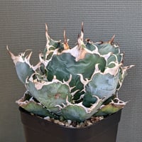 親株販売　アガベ　チタノタ　イタリアンボール アガベ チタノタ イタリアボール ＊子株付き＊ | FELICITA