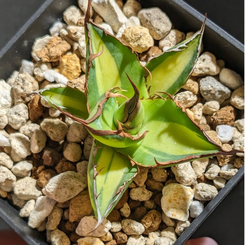 わか アガベ　ホリダ　白中斑 アガベ ホリダ錦 白中斑 Agave horrida varieg. | HOIKAWA CA