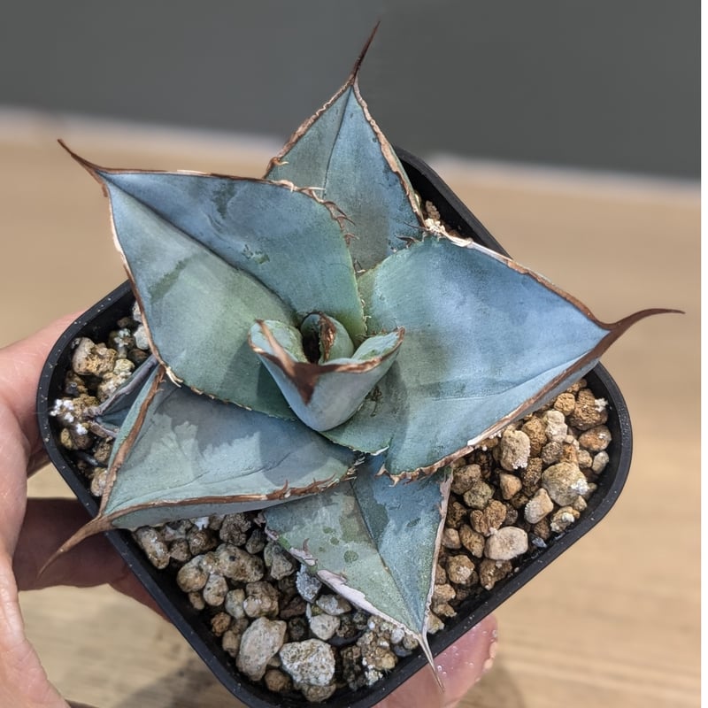 アガベ チタノタ ホワイトアイス 【公式通販】