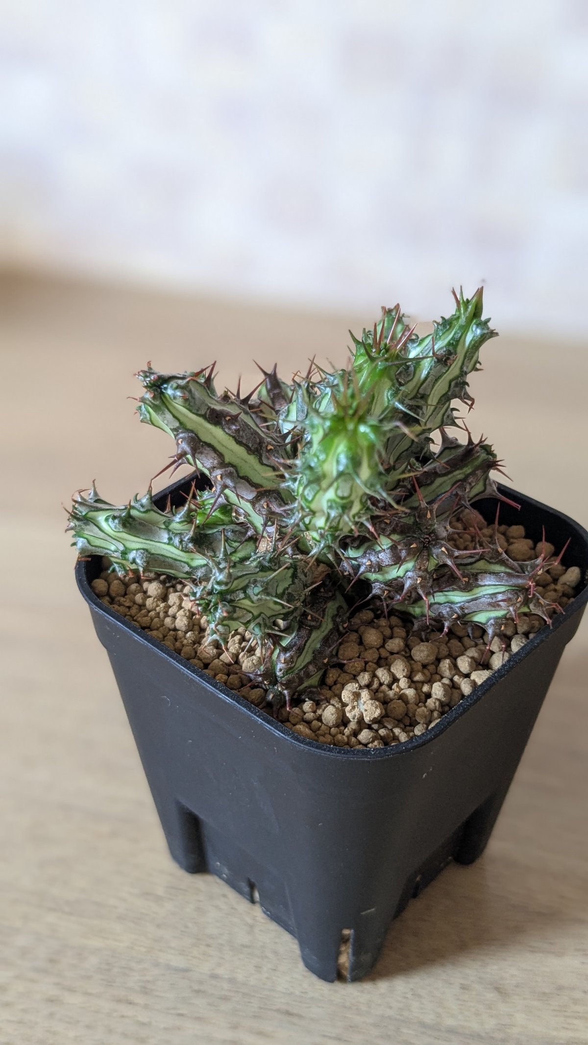 ソマリア　ホルディオ【新種ユーフォルビア】【希少種】【実生苗】 ソマリア ホルディオ【新種ユーフォルビア】【希少種】【実生苗